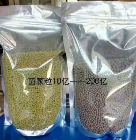 點(diǎn)擊查看詳細(xì)信息<br>標(biāo)題：枯草芽孢桿菌菌劑顆粒 閱讀次數(shù)：4145