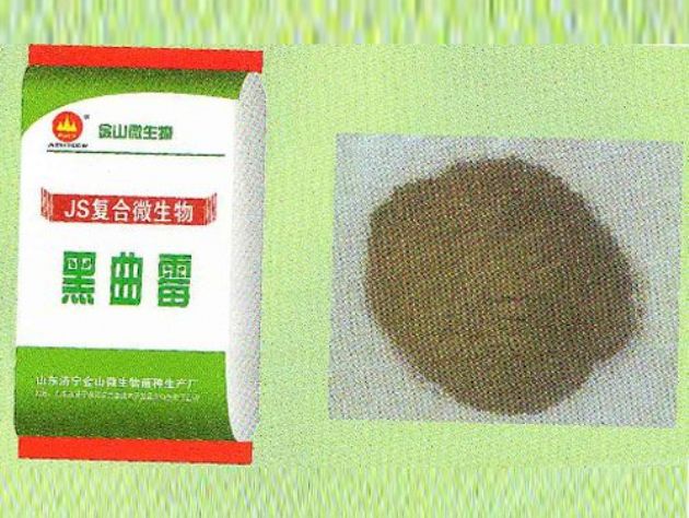 點(diǎn)擊查看詳細(xì)信息<br>標(biāo)題：黑曲霉 閱讀次數(shù)：2890