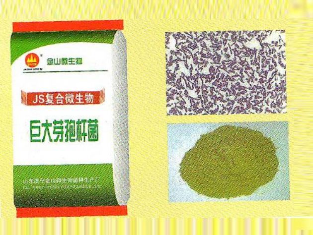 點(diǎn)擊查看詳細(xì)信息<br>標(biāo)題：巨大芽孢桿菌 閱讀次數(shù)：2793